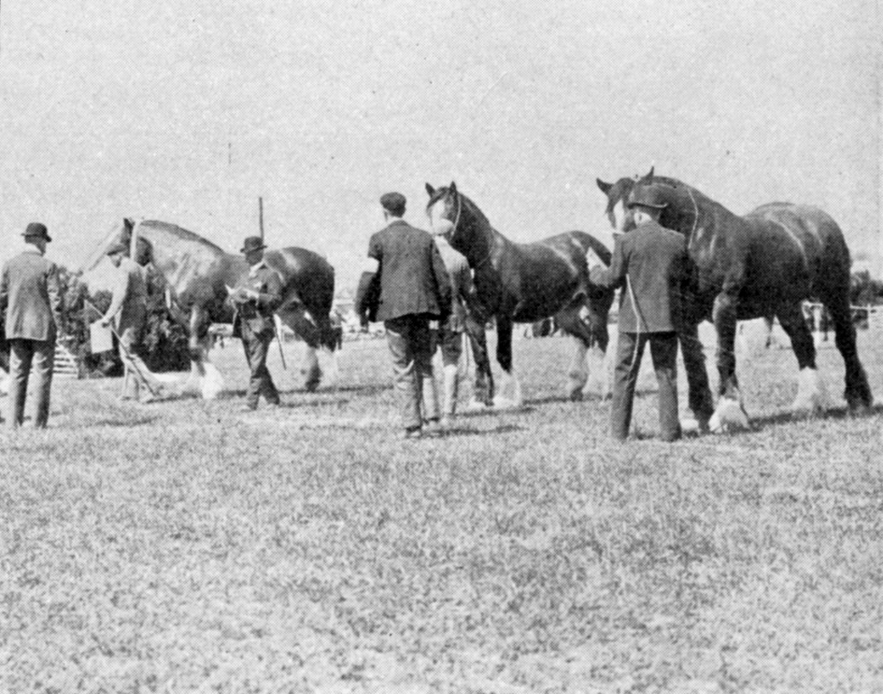 الحكم على خيول شاير في معرض أوكسفوردشاير الزراعي ، صورة توضيحية من الملك ، 25 مايو 1901 بواسطة مصور انجليزى