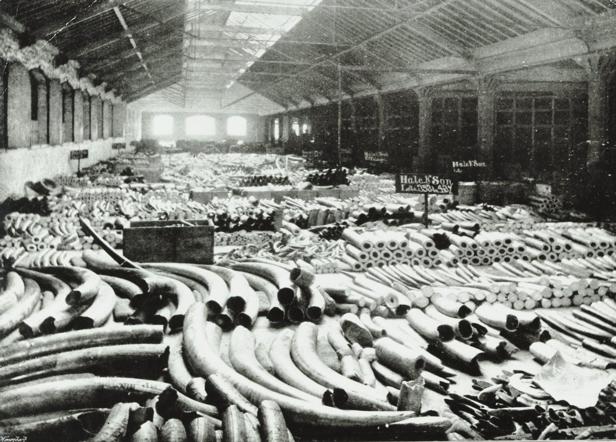 أرصفة لندن: مستودع العاج ، 1895 بواسطة مصور انجليزى