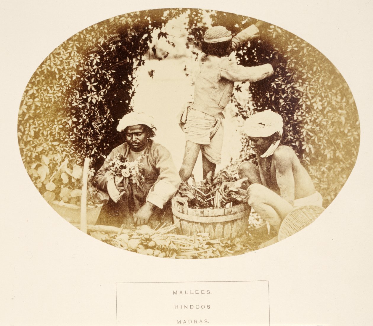 Mallees (Gardeners) ، الهندوس ، مدراس ، من شعب الهند ، بقلم جيه فوربس واتسون ، تم نشره عام 1868 (طباعة ألبومية) بواسطة مصور انجليزى