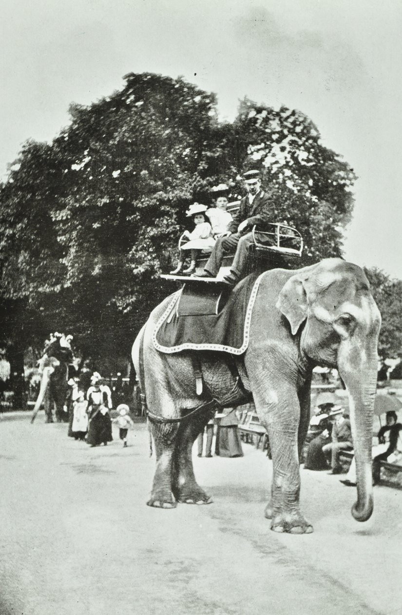 حدائق الحيوان ، ريجنتس بارك: ركوب الفيل ، لندن ، c.1895 بواسطة مصور انجليزى