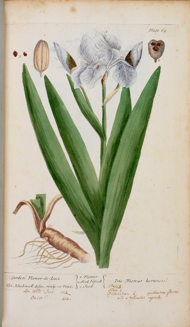 (حديقة) زهرة دي لوس. قزحية من فيلم "A Curious Herbal ..." بقلم إليزابيث بلاكويل بواسطة مدرسة اللغة الإنجليزية