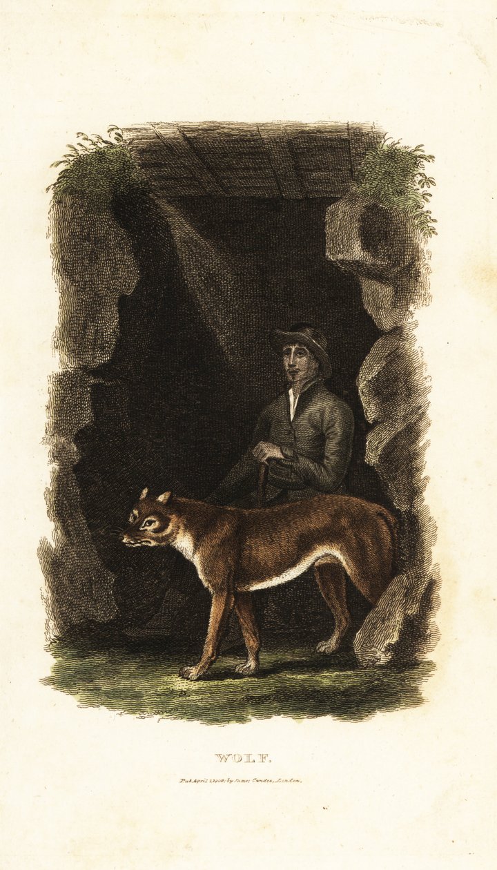 رجل إنجليزي من القرن الثامن عشر وذئبه المروض ، Canis lupus ، في مدخل أحد الكهوف بواسطة مدرسة اللغة الإنجليزية
