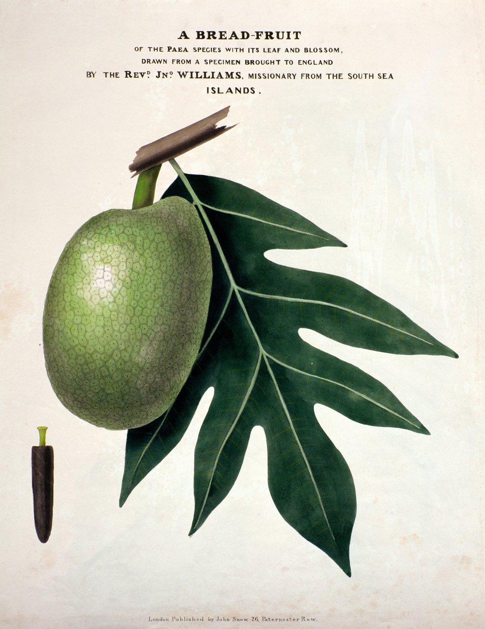 خبز الفاكهة ، c.1825 (ليثو ملون) بواسطة مدرسة اللغة الإنجليزية