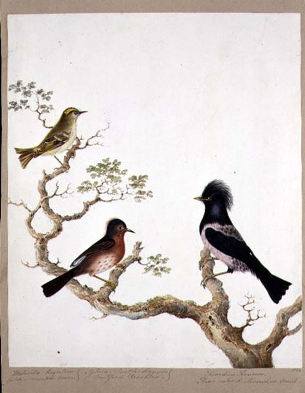 طائر النمنمة الذهبي ، دارتفورد وربلر وطرقة أو روز الملونة ، 1824 (مرحاض على ورق) بواسطة مدرسة اللغة الإنجليزية