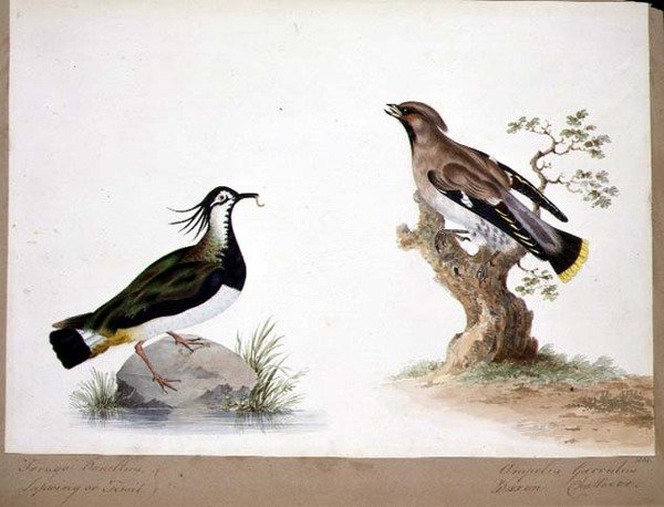 A Lapwing و Waxwing بواسطة مدرسة اللغة الإنجليزية