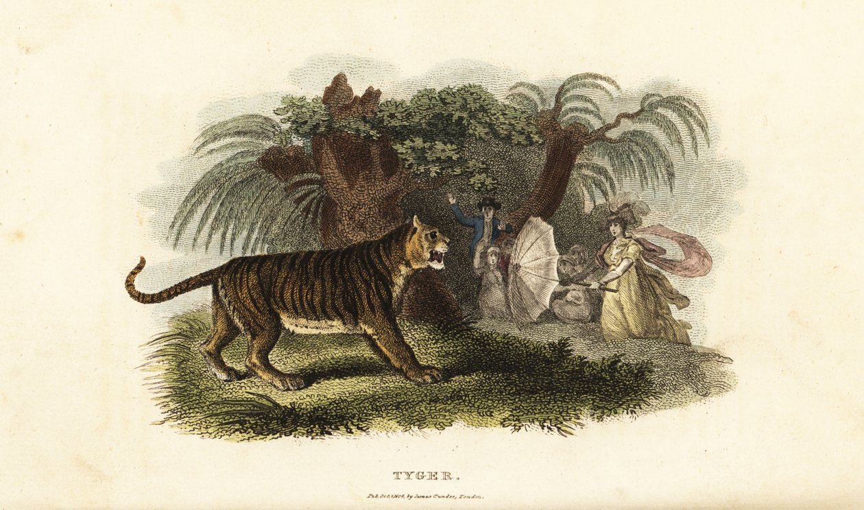 نمر ، Panthera tigris ، خائف من امرأة إنجليزية تلوح بمظلة بواسطة مدرسة اللغة الإنجليزية