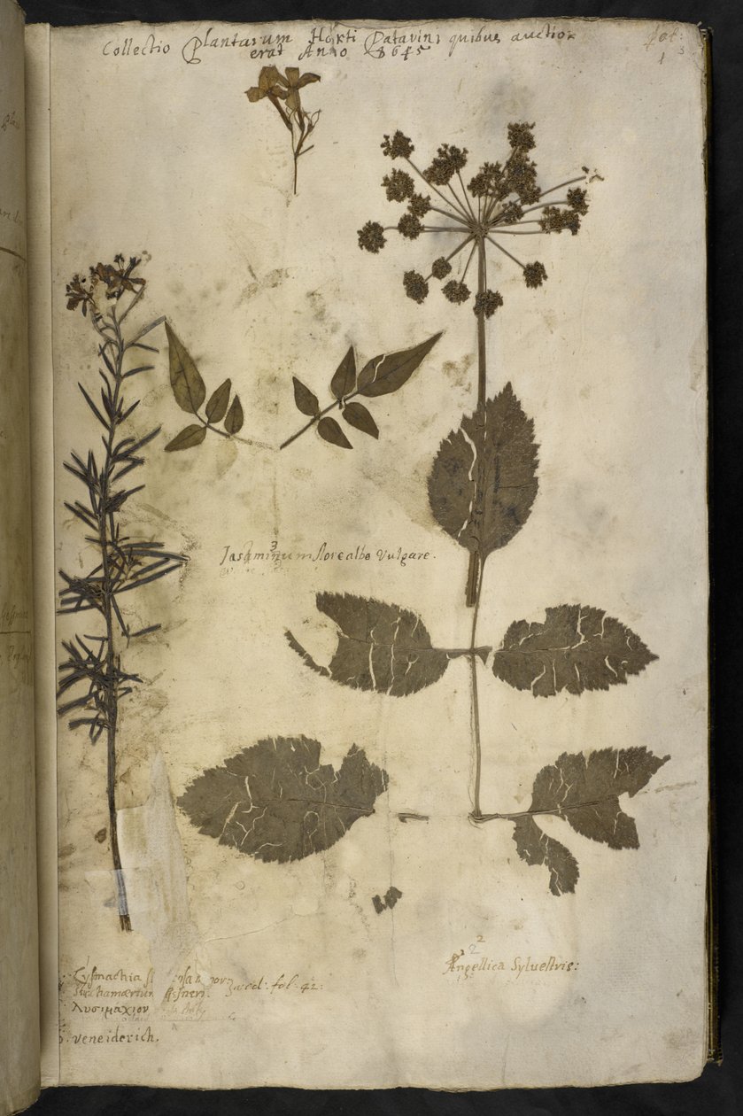 أضف MS 78334 f.3r عينة نباتات مجففة مع شرح ، من "Hortus Hyemalis" ، بقلم John Evelyn بواسطة مدرسة اللغة الإنجليزية