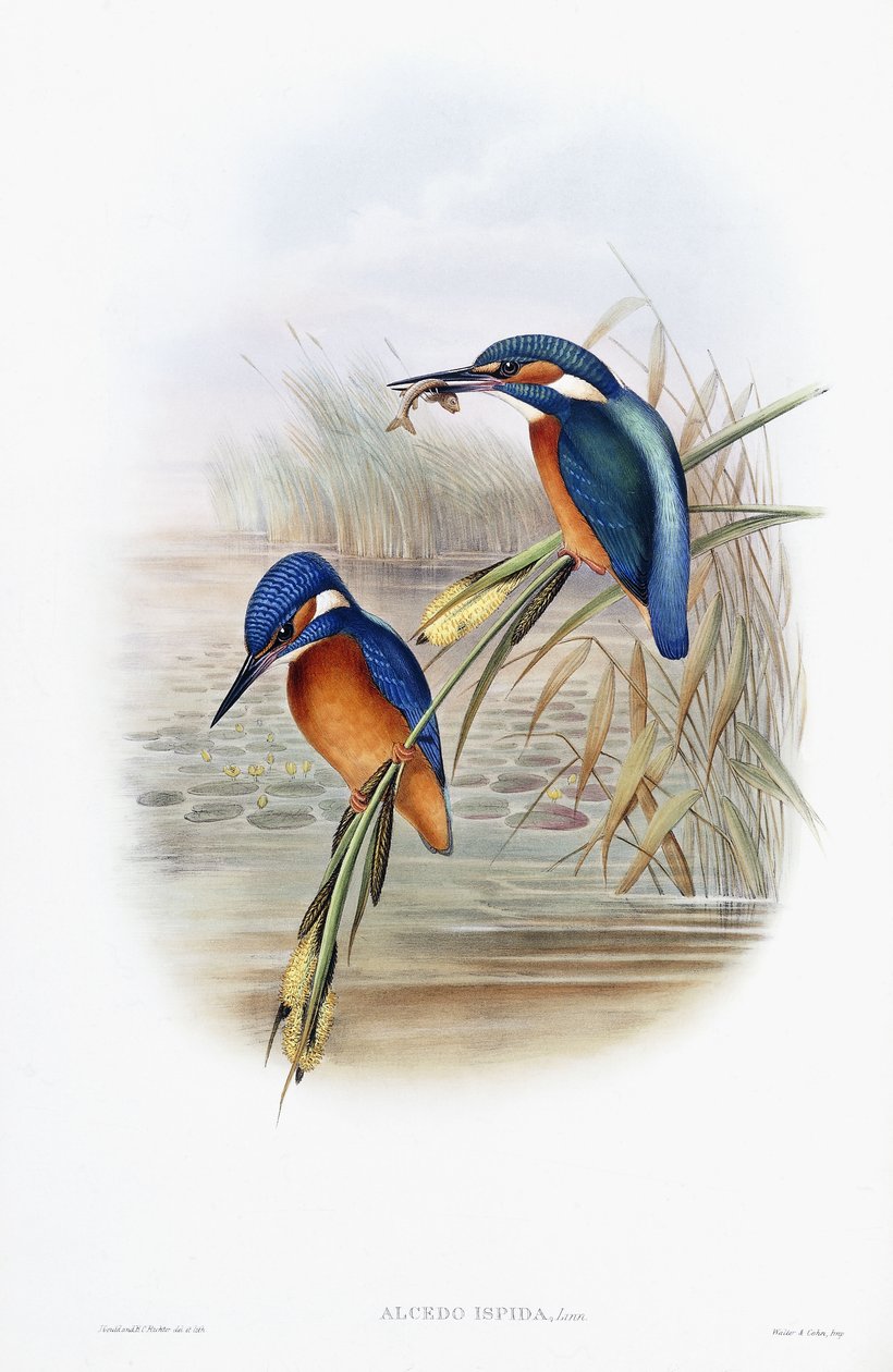 Alcedo Ispida (الرفراف العادي) بواسطة مدرسة اللغة الإنجليزية