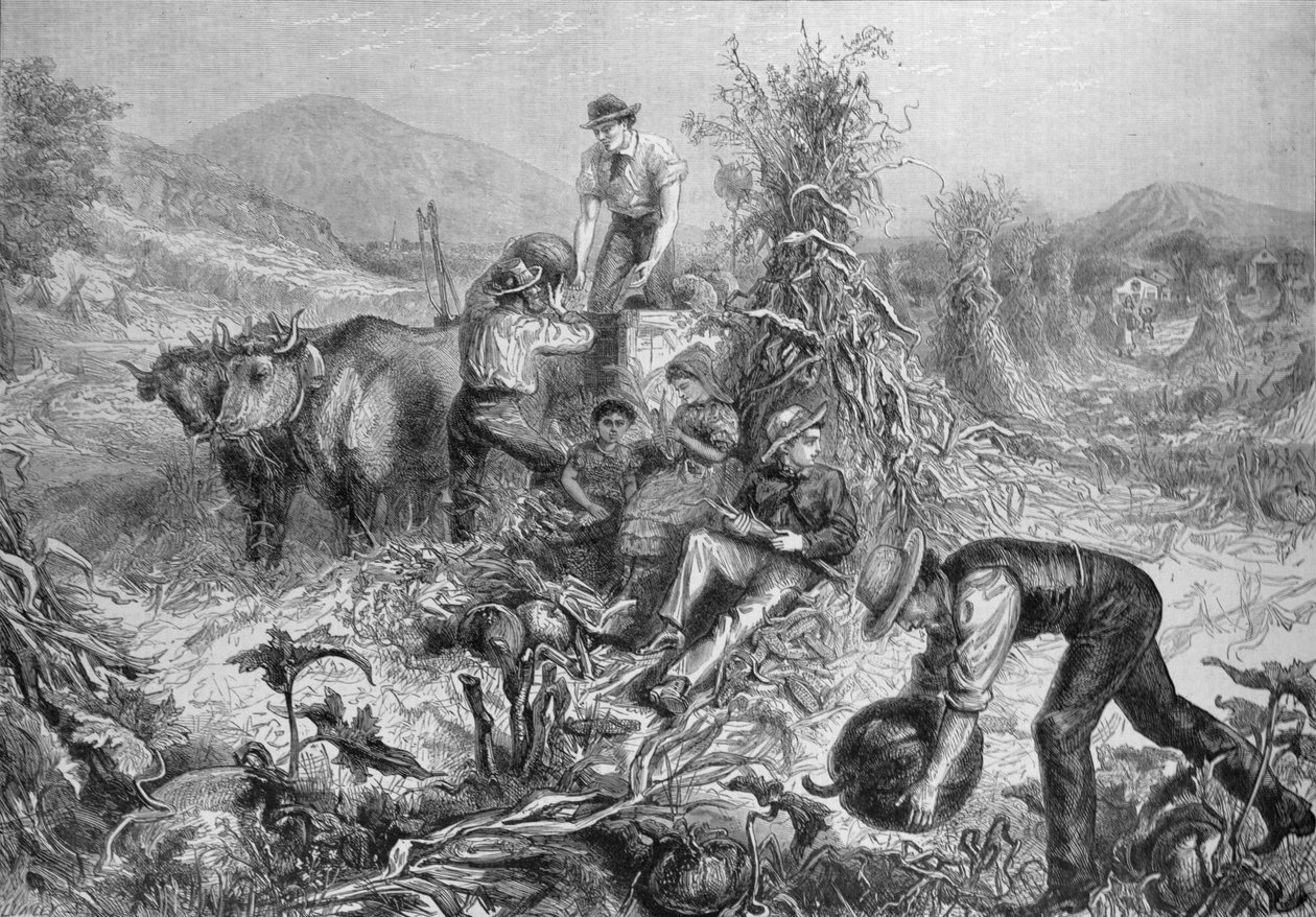 الزراعة الأمريكية: جمع القرع والذرة المقشورة ، من "أخبار لندن المصورة" ، 24 سبتمبر 1881 بواسطة مدرسة اللغة الإنجليزية