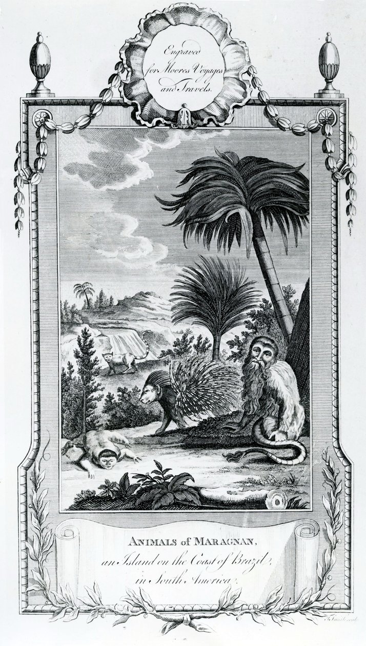 حيوانات Maragnan ، صورة مأخوذة من Moores Voyages and Travels ، 1778 بواسطة مدرسة اللغة الإنجليزية