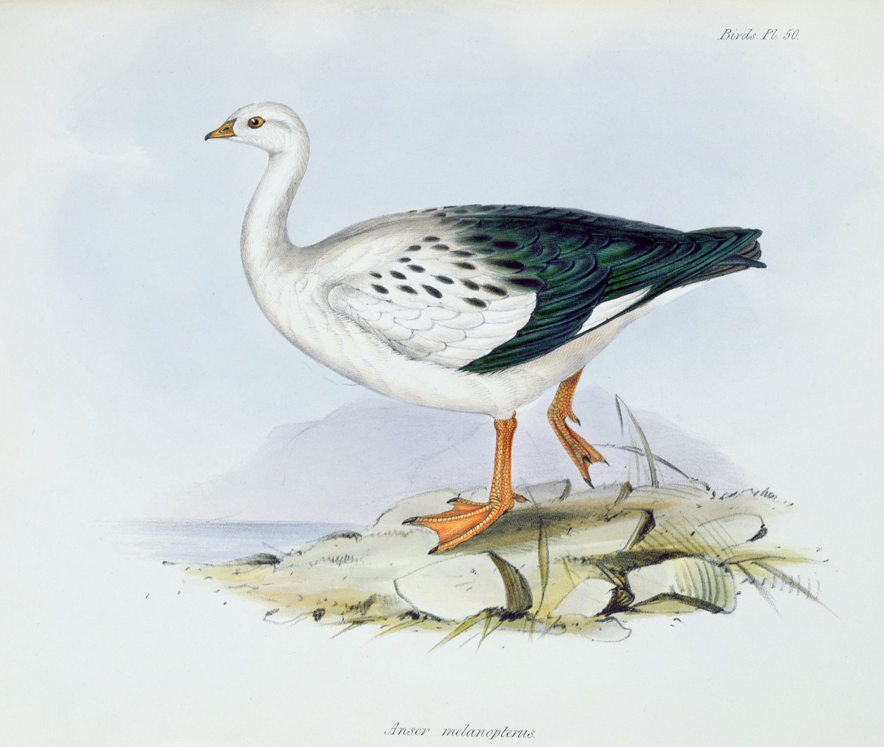 Anser Melanopterus ، من علم الحيوان في رحلة HMS Beagle 1832-36 ، بقلم تشارلز داروين (1809-92) ، 1840 بواسطة مدرسة اللغة الإنجليزية