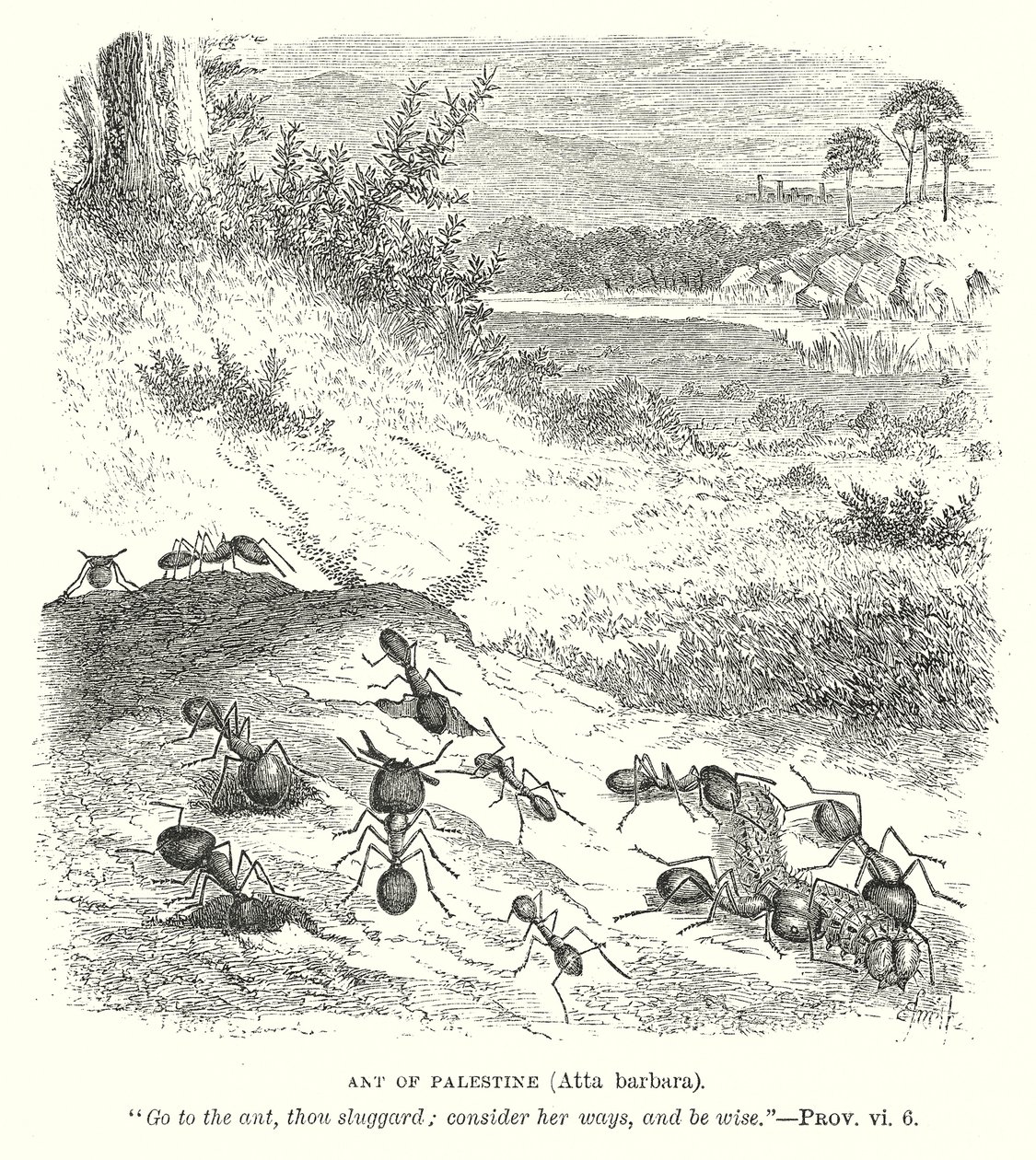 نملة فلسطين (عطا باربرا) (نقش) بواسطة مدرسة اللغة الإنجليزية