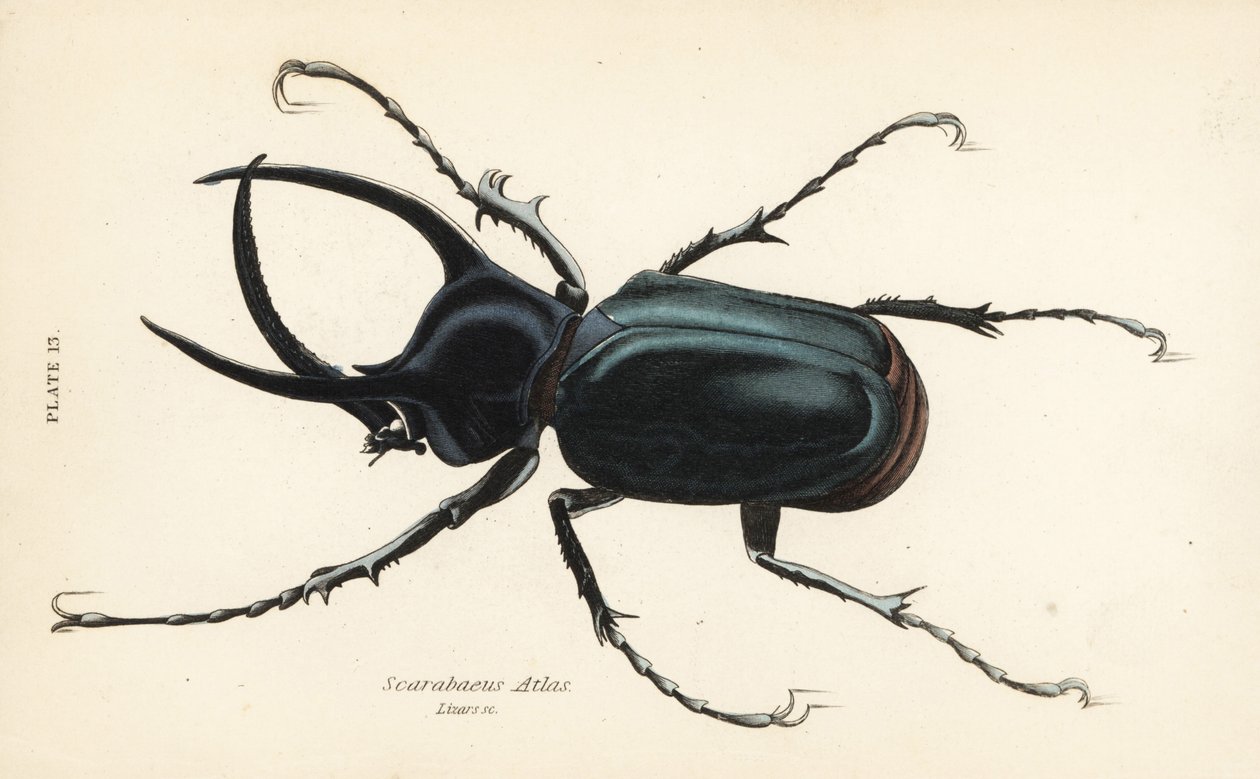 خنفساء الأطلس ، أطلس كالكوسوما (Scarabaeus atlas) بواسطة مدرسة اللغة الإنجليزية