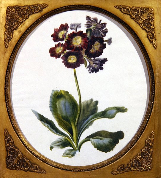 Auricula ، حوالي 1850 (ألوان مائية على ورق) بواسطة مدرسة اللغة الإنجليزية