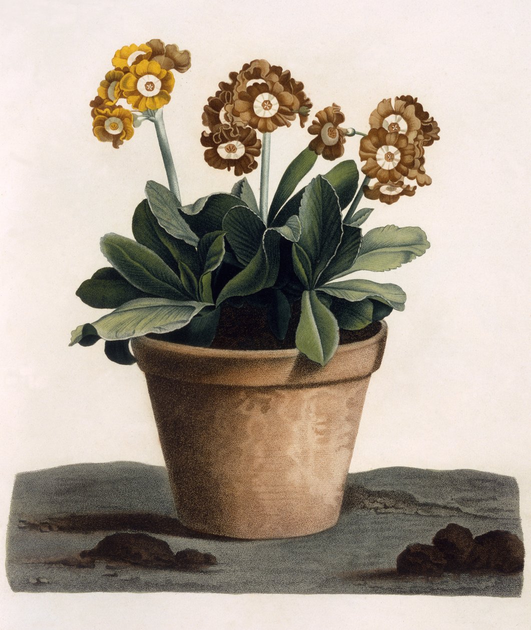 Auricula in a Pot ، حوالي 1840 (نقش ملون يدويًا) بواسطة مدرسة اللغة الإنجليزية