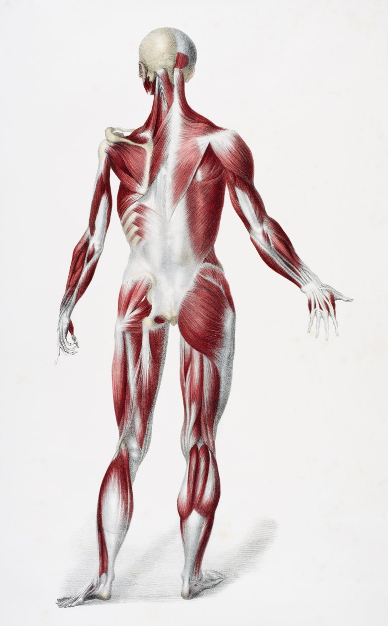 ظهر جسم الإنسان الذكري يظهر عضلات عصبية وعظام ، من The Vessels of the Body Body ، حرره جونز كوين وويليام ويلسون ، نشر بواسطة تايلور وواتسون ، لندن في عام 1837 (لون ليثو بواسطة مدرسة اللغة الإنجليزية
