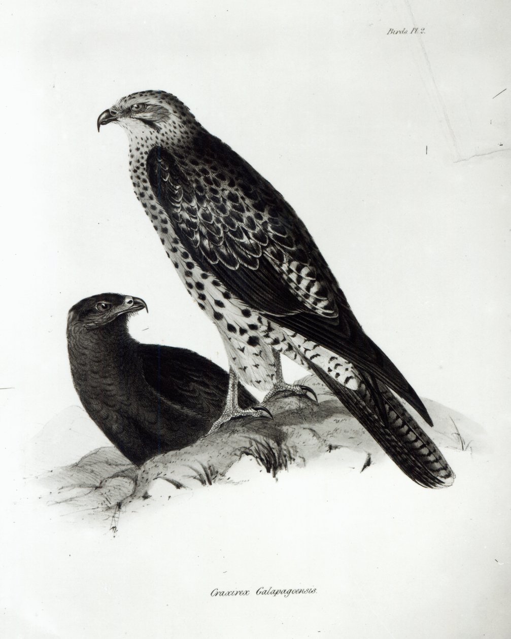 الطيور الجارحة ، اللوحة 2 من "علم الحيوان في رحلة السفينة الملكية بيغل ، 1832-36" بقلم تشارلز داروين بواسطة مدرسة اللغة الإنجليزية