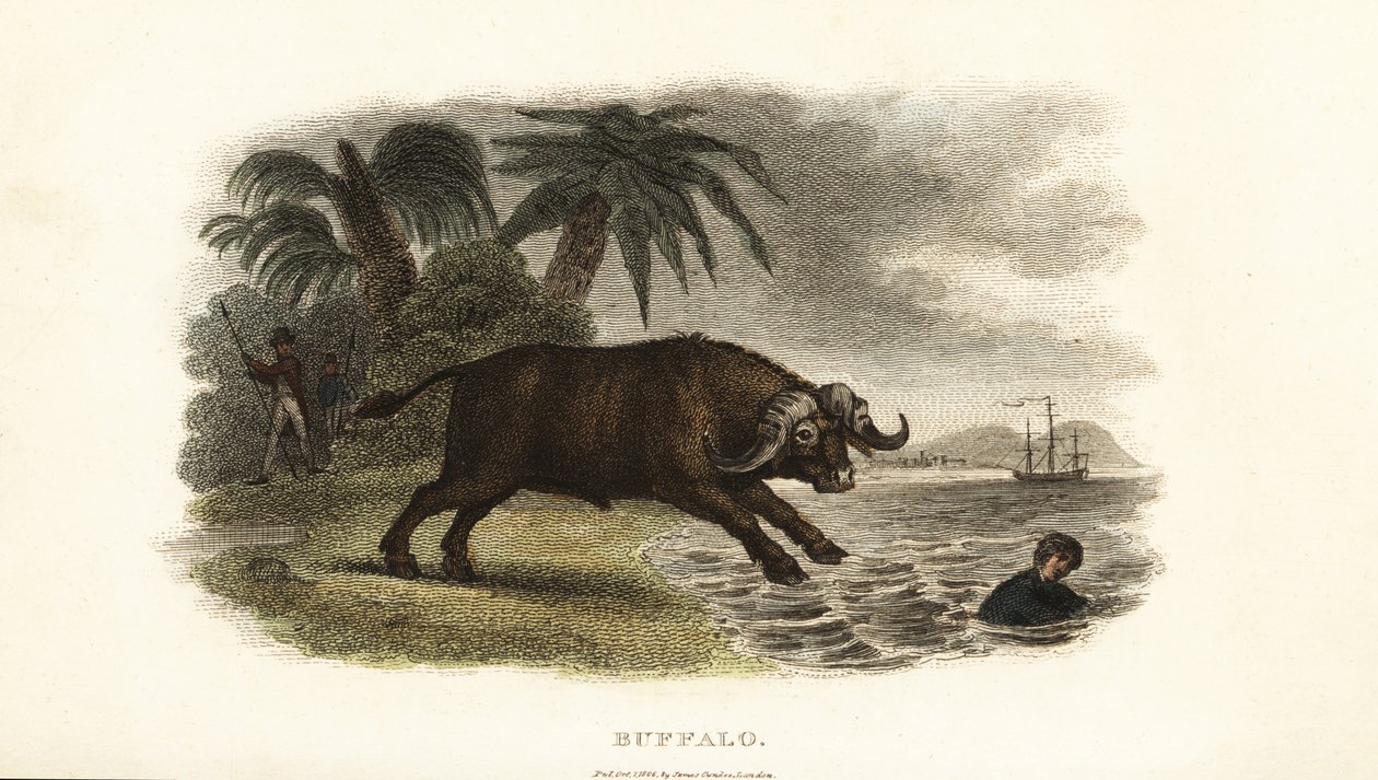 Buffaloes chasing boys into the sea on the island of Pulo Condore (Con Son, Vietnam) بواسطة مدرسة اللغة الإنجليزية