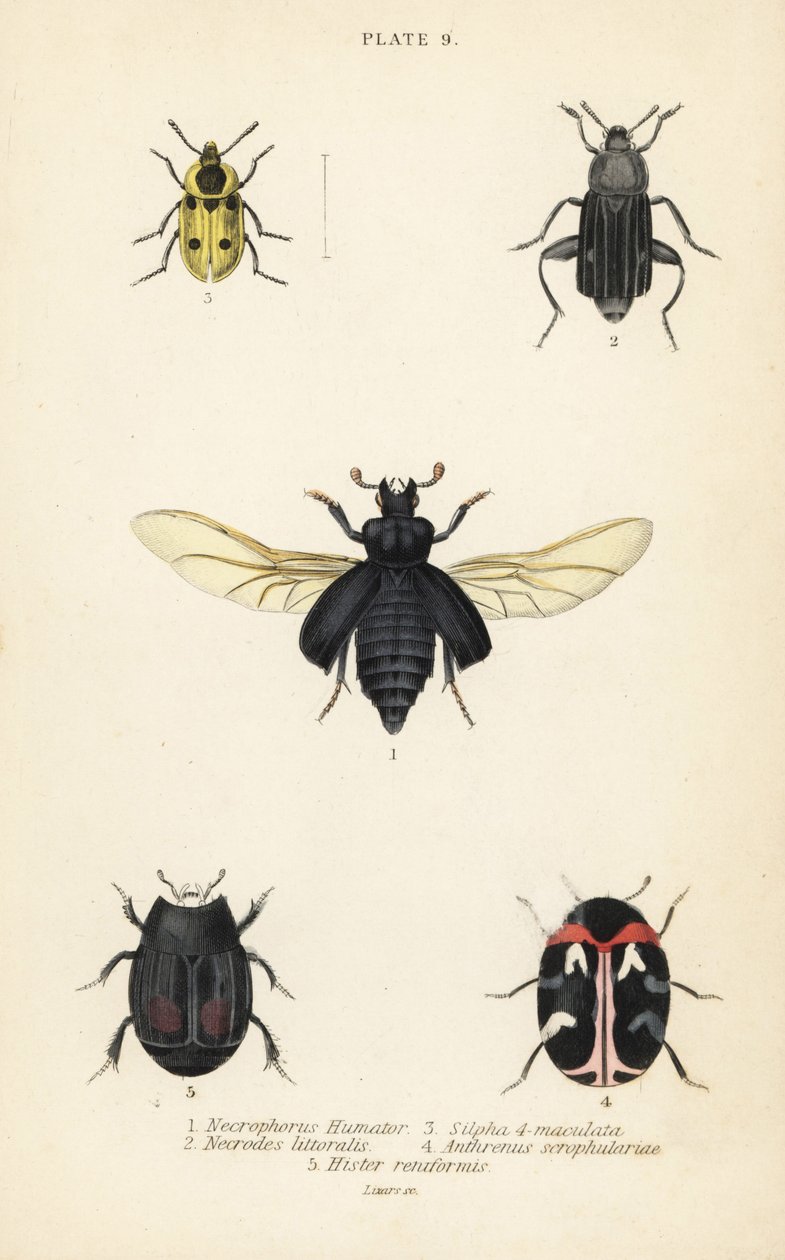 خنفساء الدفن ، Nicrophorus humator 1 ، خنافس الجيف ، Necrodes littoralis 2 ، Dendroxena quadrimaculata 3 ، خنفساء السجاد ، Anthrenus scrophulariae 4 ، و Hister quadrimaculatus var بواسطة مدرسة اللغة الإنجليزية