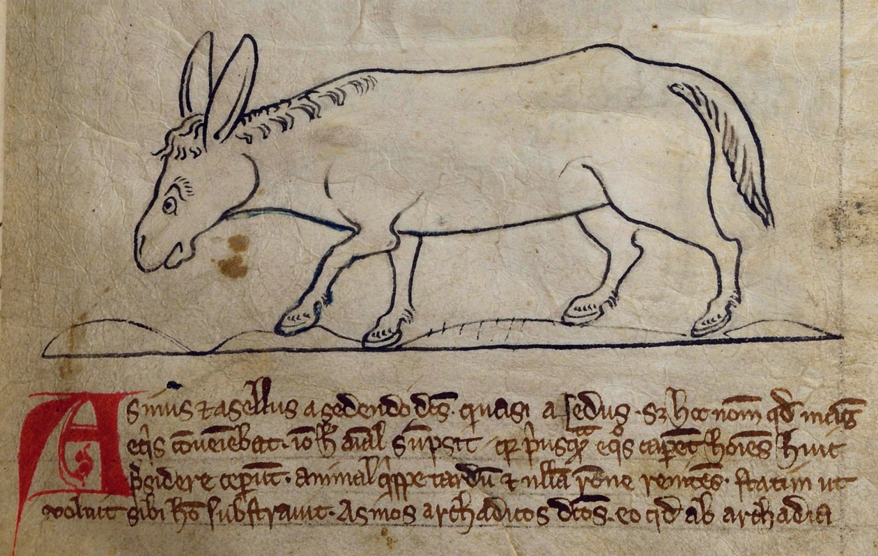 CCA-LitMs - D - 10 fol. 10r الحمار ، من Bestiary بواسطة مدرسة اللغة الإنجليزية