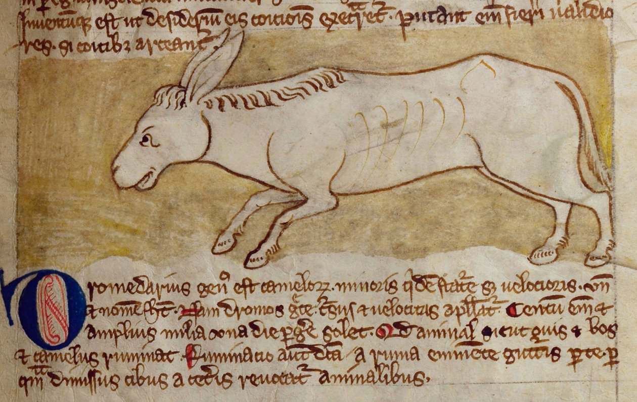 CCA-LitMs - D - 10 fol. 10r حمار ، من Bestiary بواسطة مدرسة اللغة الإنجليزية