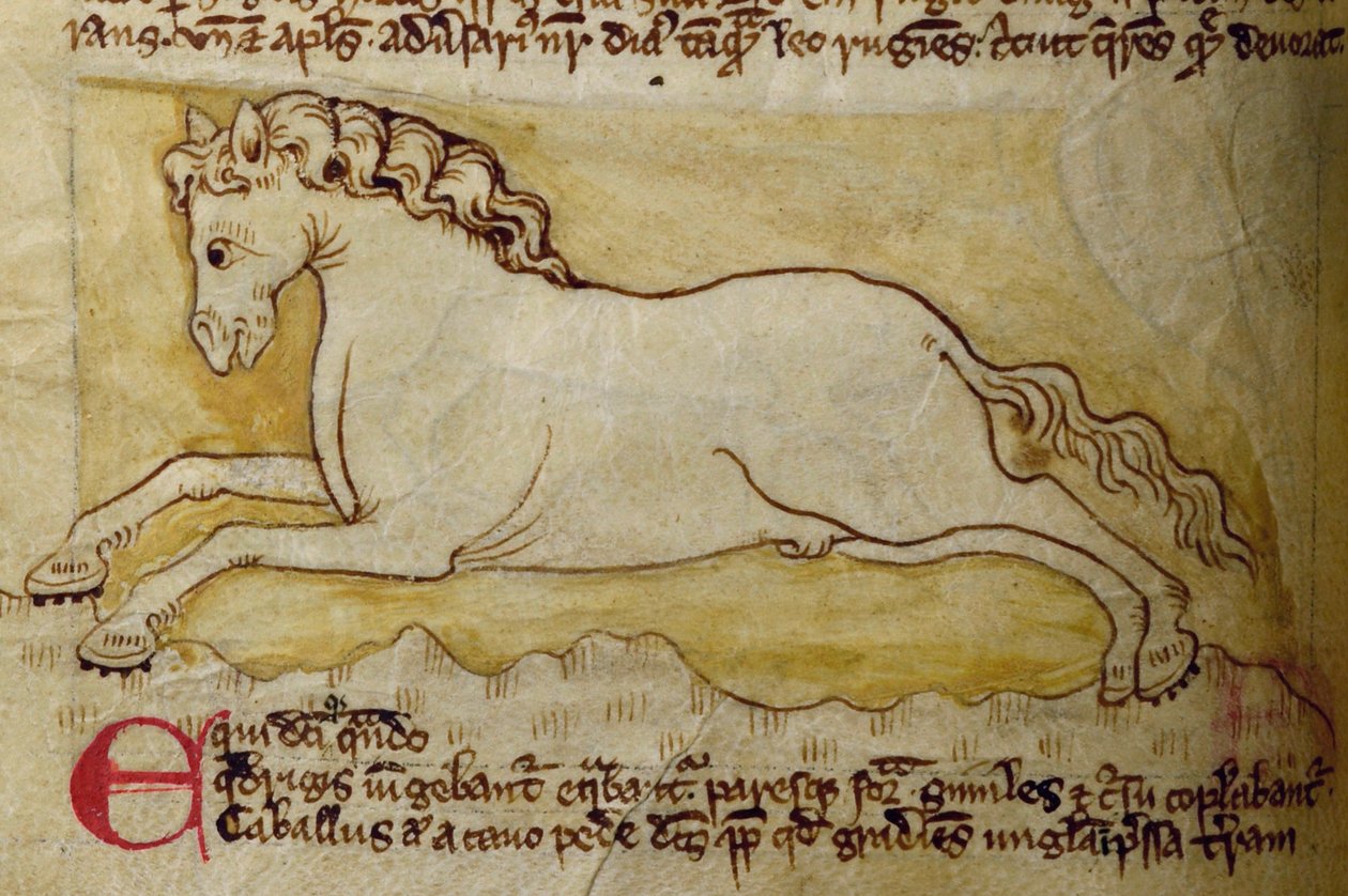 CCA-LitMs - D - 10 fol. 10r حصان ، من Bestiary بواسطة مدرسة اللغة الإنجليزية