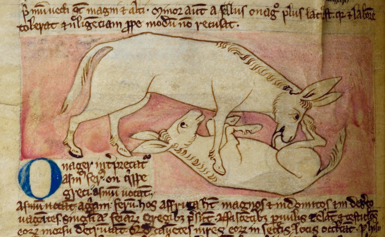 CCA-LitMs - D - 10 fol. 10r الحمار الوحشي ، من Bestiary بواسطة مدرسة اللغة الإنجليزية