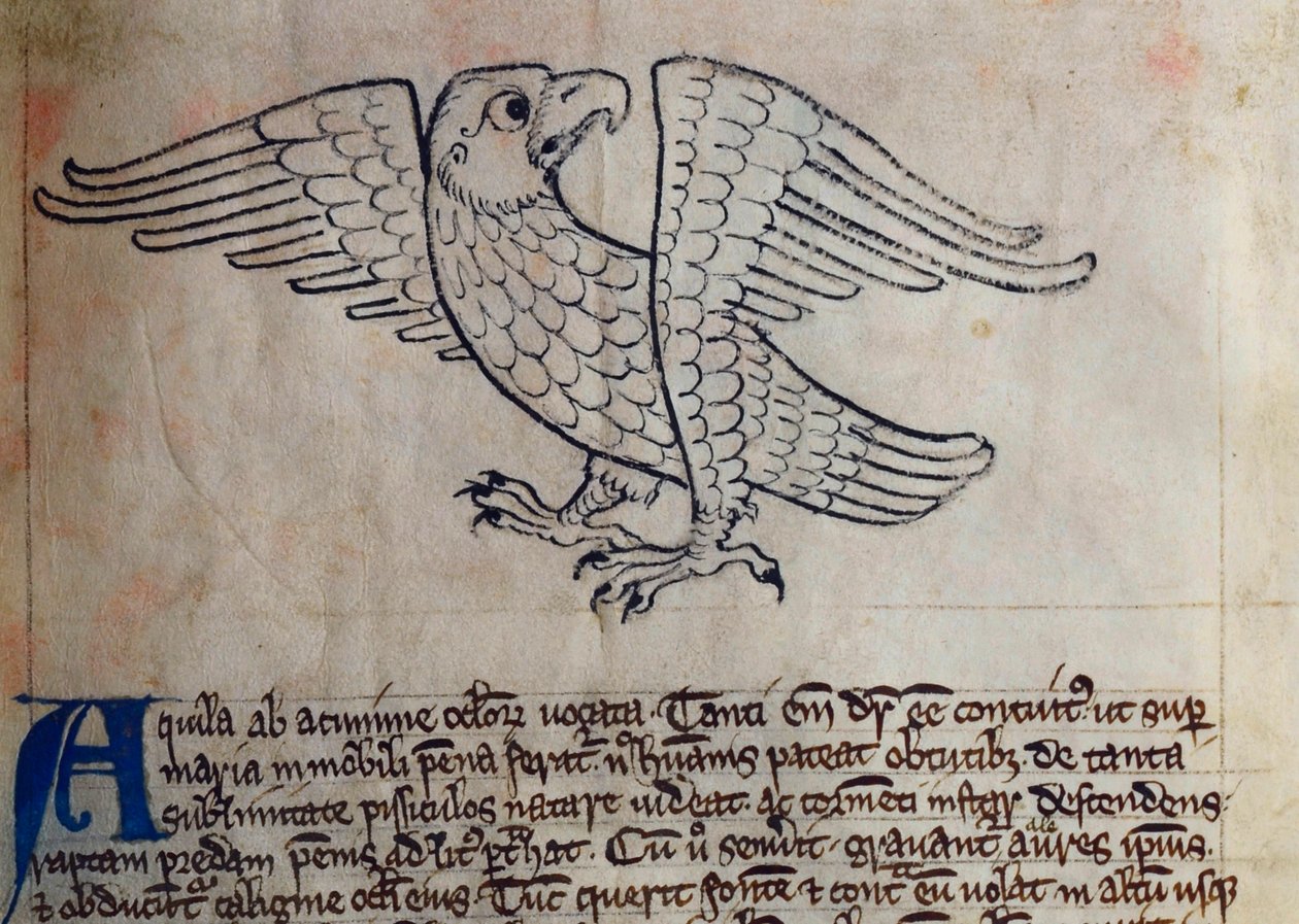 CCA-LitMs - D - 10 fol. 13 إيجل إيجل ، من Bestiary بواسطة مدرسة اللغة الإنجليزية