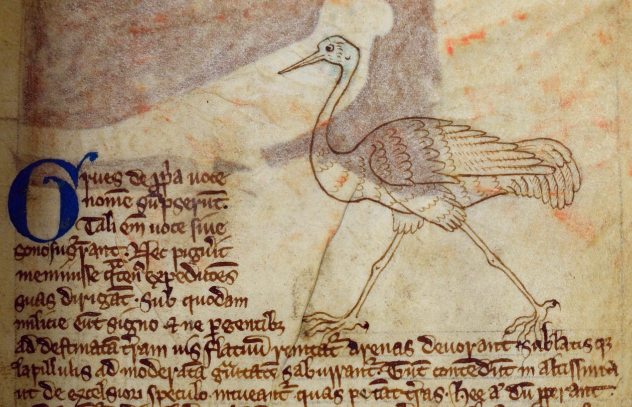 CCA-LitMs - D - 10 fol. 14r كرين ، من Bestiary بواسطة مدرسة اللغة الإنجليزية