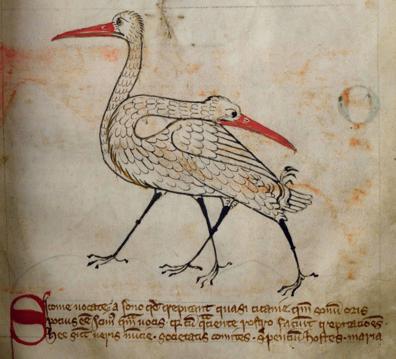 CCA-LitMs - D - 10 fol. 15 و ستورك ، من Bestiary بواسطة مدرسة اللغة الإنجليزية