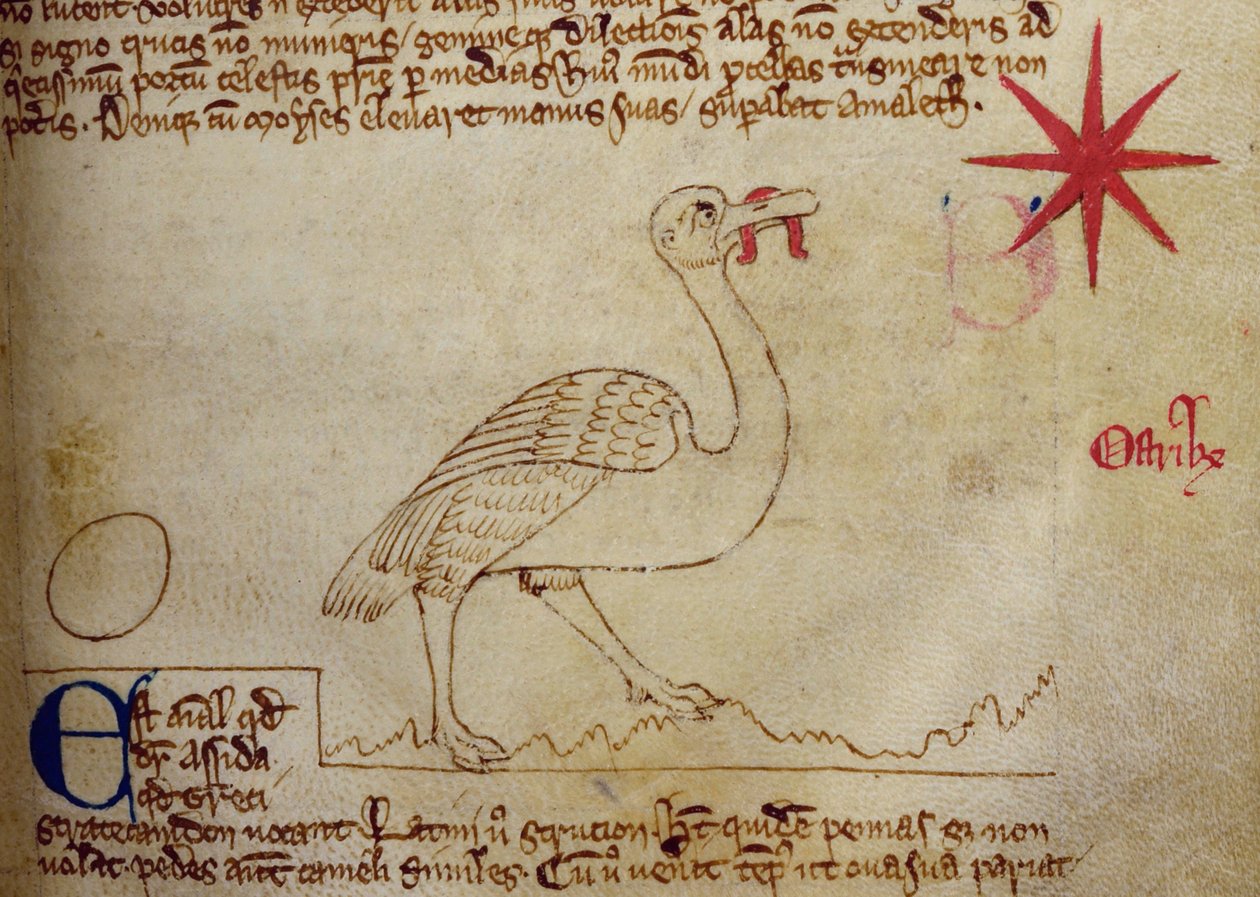 CCA-LitMs - D - 10 fol. 16r النعامة ، من Bestiary بواسطة مدرسة اللغة الإنجليزية