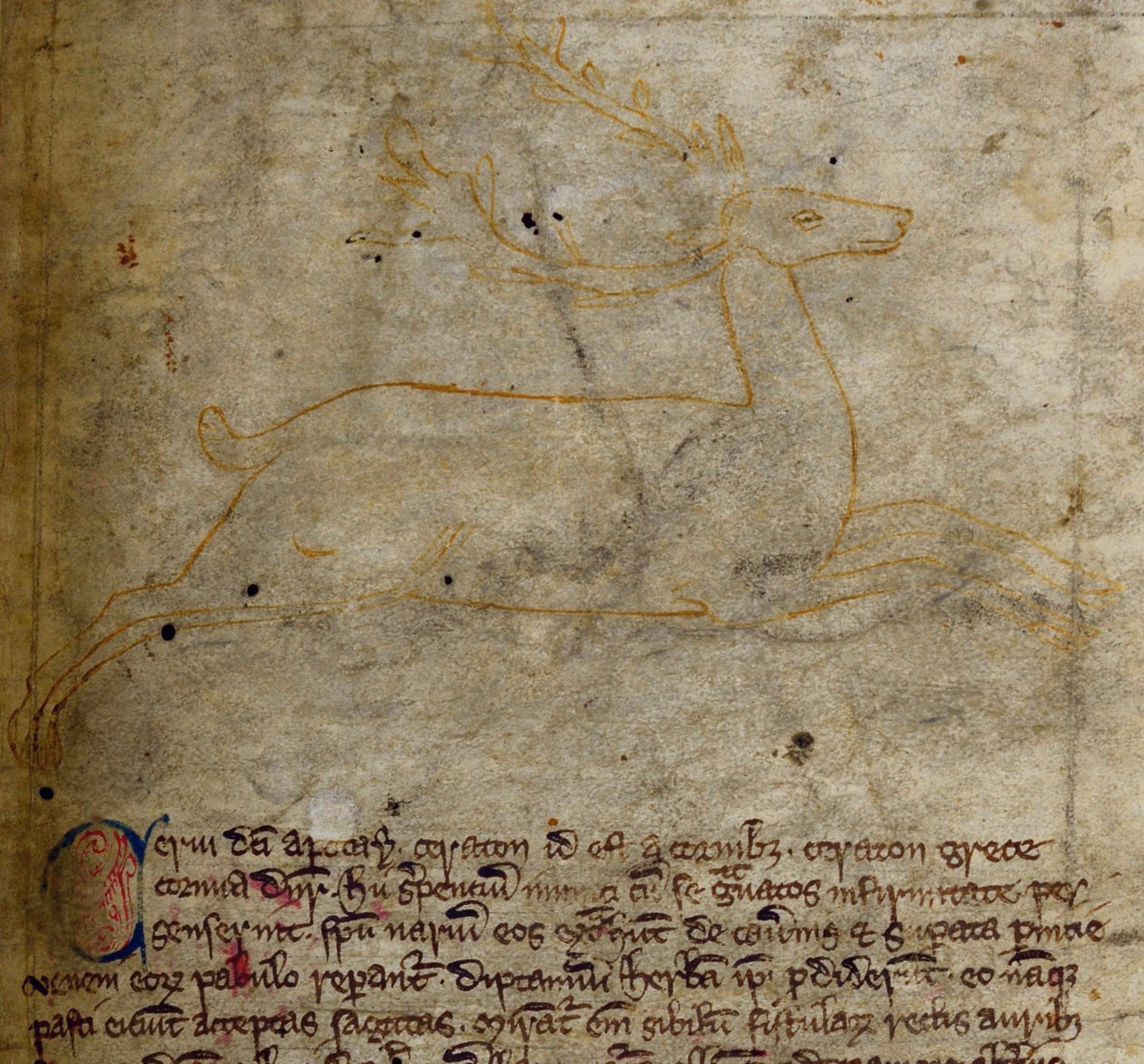CCA-LitMs - D - 10 fol. ساعة واحدة من Stag من Bestiary بواسطة مدرسة اللغة الإنجليزية