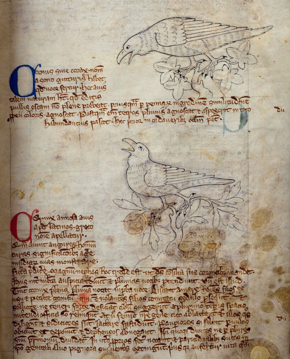 CCA-LitMs - D - 10 fol. 20 و رافين وكراو ، من Bestiary بواسطة مدرسة اللغة الإنجليزية