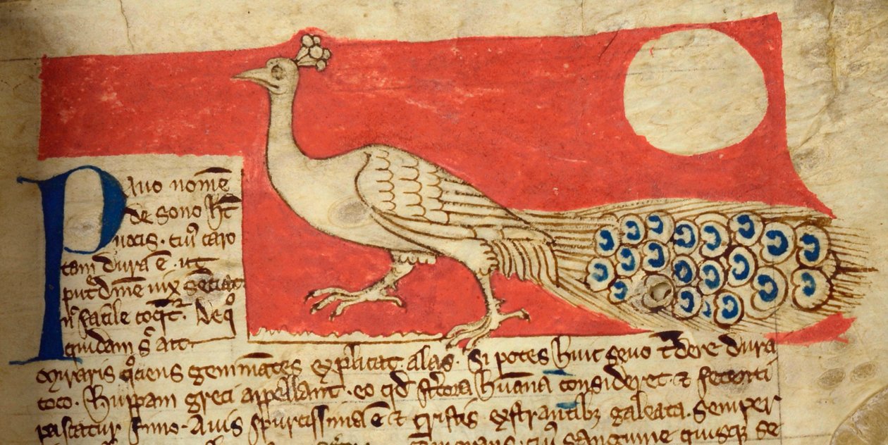 CCA-LitMs - D - 10 fol. 22 و بيكوك من Bestiary بواسطة مدرسة اللغة الإنجليزية