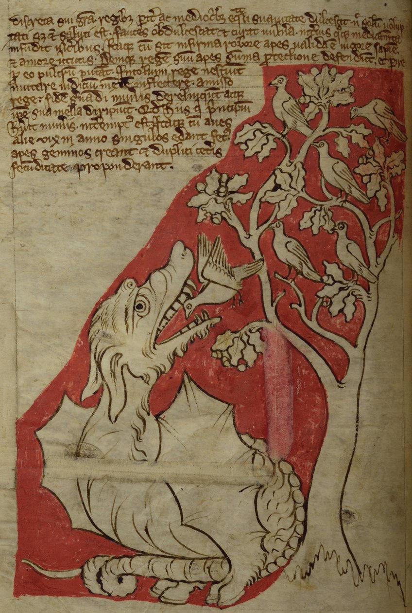CCA-LitMs - D - 10 fol. 23v شجرة Perindens ، من Bestiary بواسطة مدرسة اللغة الإنجليزية