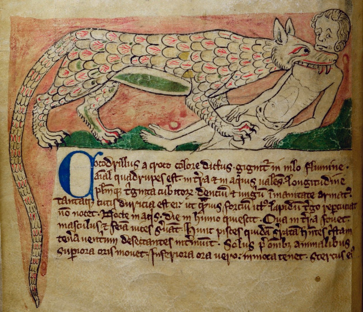 CCA-LitMs - D - 10 fol. 3v تمساح ، من Bestiary بواسطة مدرسة اللغة الإنجليزية