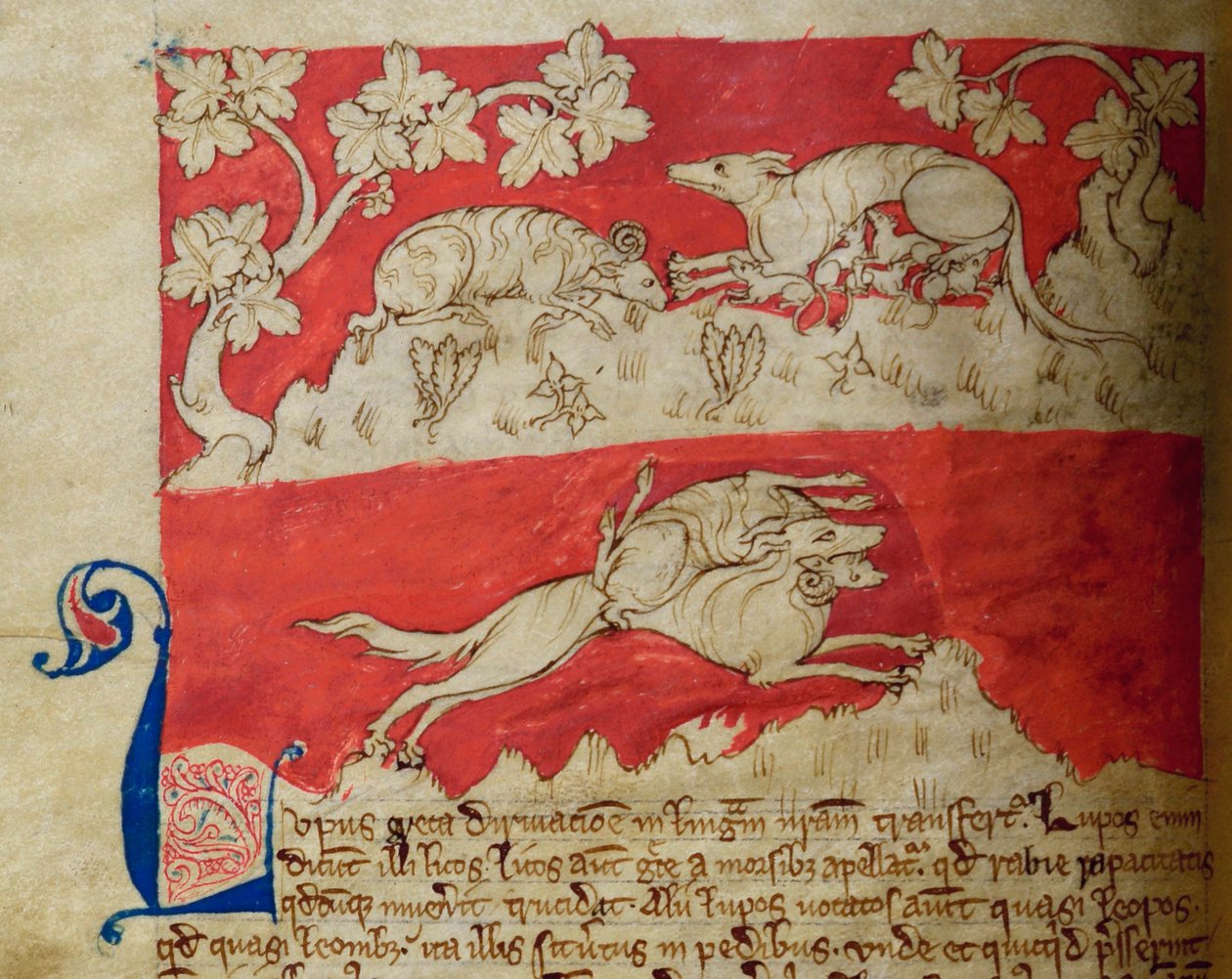 CCA-LitMs - D - 10 fol. 4v وولف ، من Bestiary بواسطة مدرسة اللغة الإنجليزية
