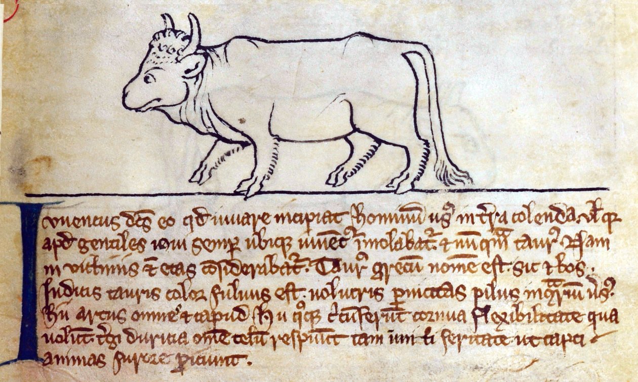 CCA-LitMs - D - 10 fol. 9r بولوك ، من Bestiary بواسطة مدرسة اللغة الإنجليزية
