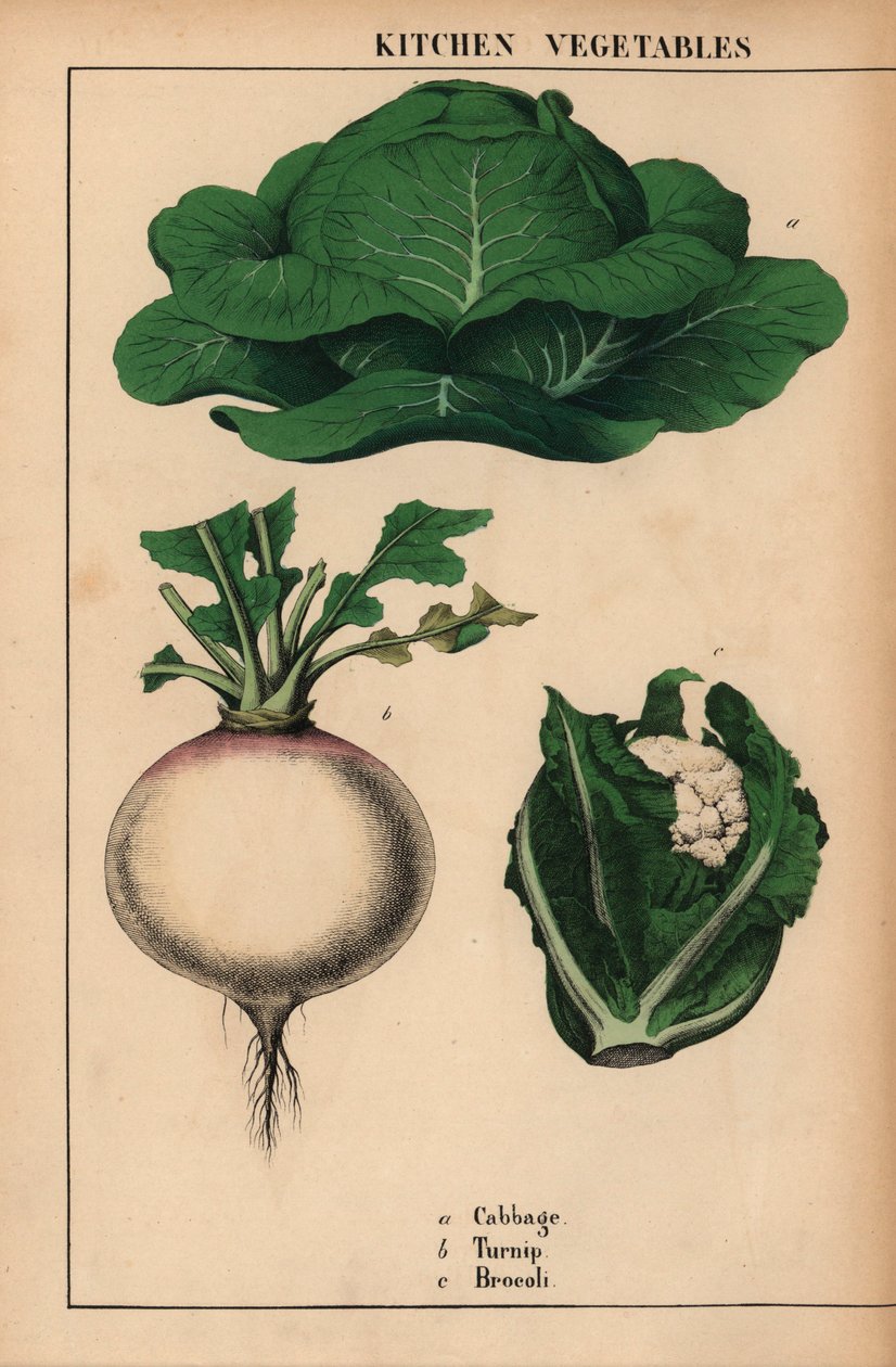 الملفوف واللفت والبروكلي [بروكولي]  ، من "The Instructive Picturebook، or Lessons from the Vegetable World،" [شارلوت ماري يونج] ، إدنبرة بواسطة مدرسة اللغة الإنجليزية