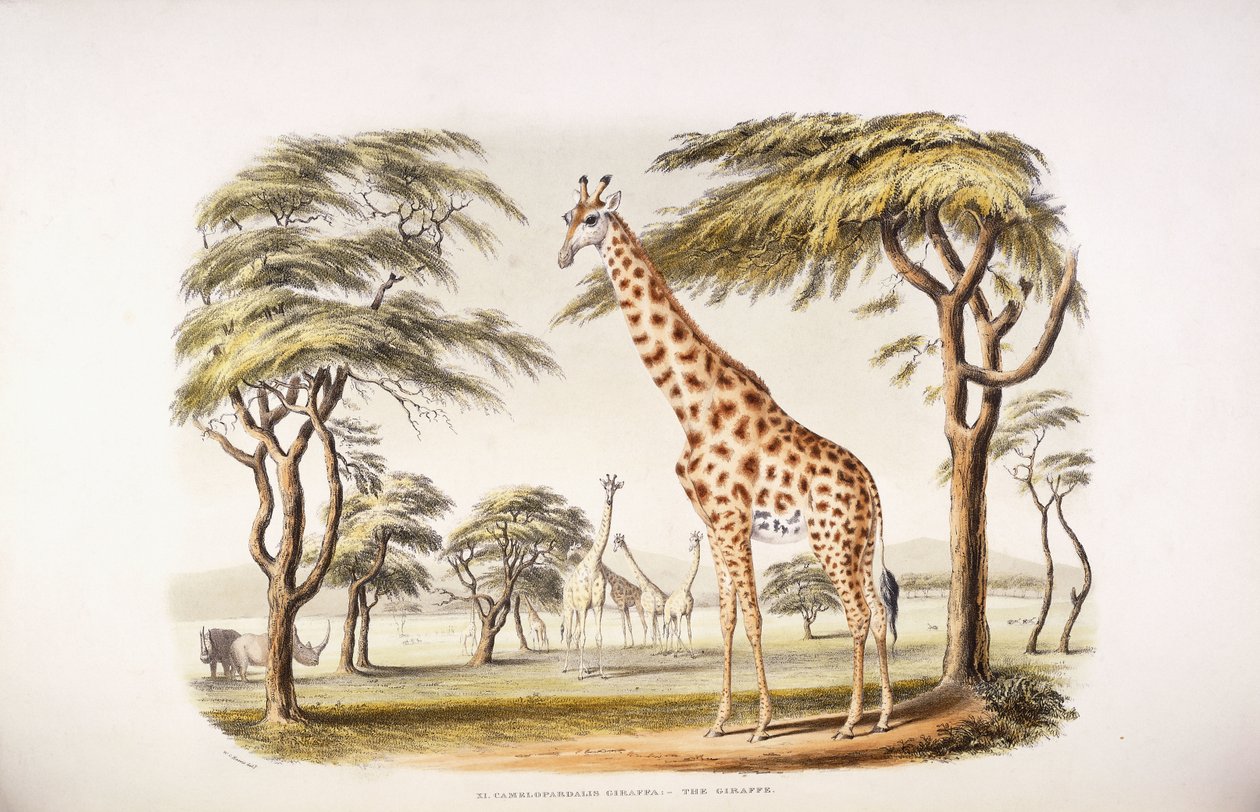 Camelopardalis Giraffa بواسطة مدرسة اللغة الإنجليزية