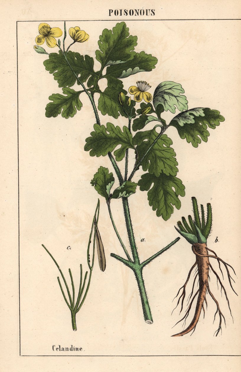 بقلة الخطاطيف تظهر الزهور والجذور الصفراء.   ، من "The Instructive Picturebook، or Lessons from the Vegetable World،" [شارلوت ماري يونج] ، إدنبرة بواسطة مدرسة اللغة الإنجليزية