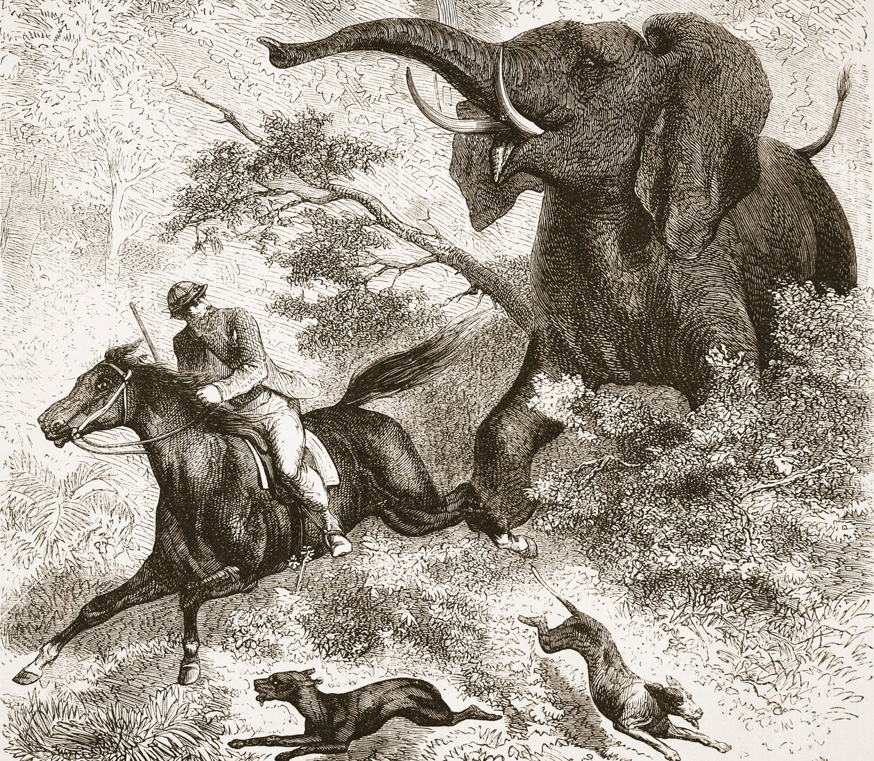 مطاردة بفيل ، صورة توضيحية من الطبعة التصويرية للحياة واكتشافات ديفيد ليفينغستون من قبل J. Ewing Richie ، الحانة. بقلم أ. فولارتون وشركاه ، 1876 بواسطة مدرسة اللغة الإنجليزية