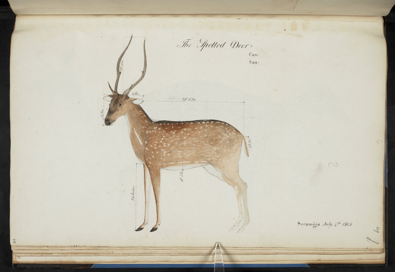 شيتال. "محور عنق الرحم". النقوش الأصلية: "The Spotted Deer Can: San: Seemogga الرابع من تموز (يوليو) 1805" [بالأبعاد الموضحة]  ألوان مائية.  1799-1819 بواسطة مدرسة اللغة الإنجليزية