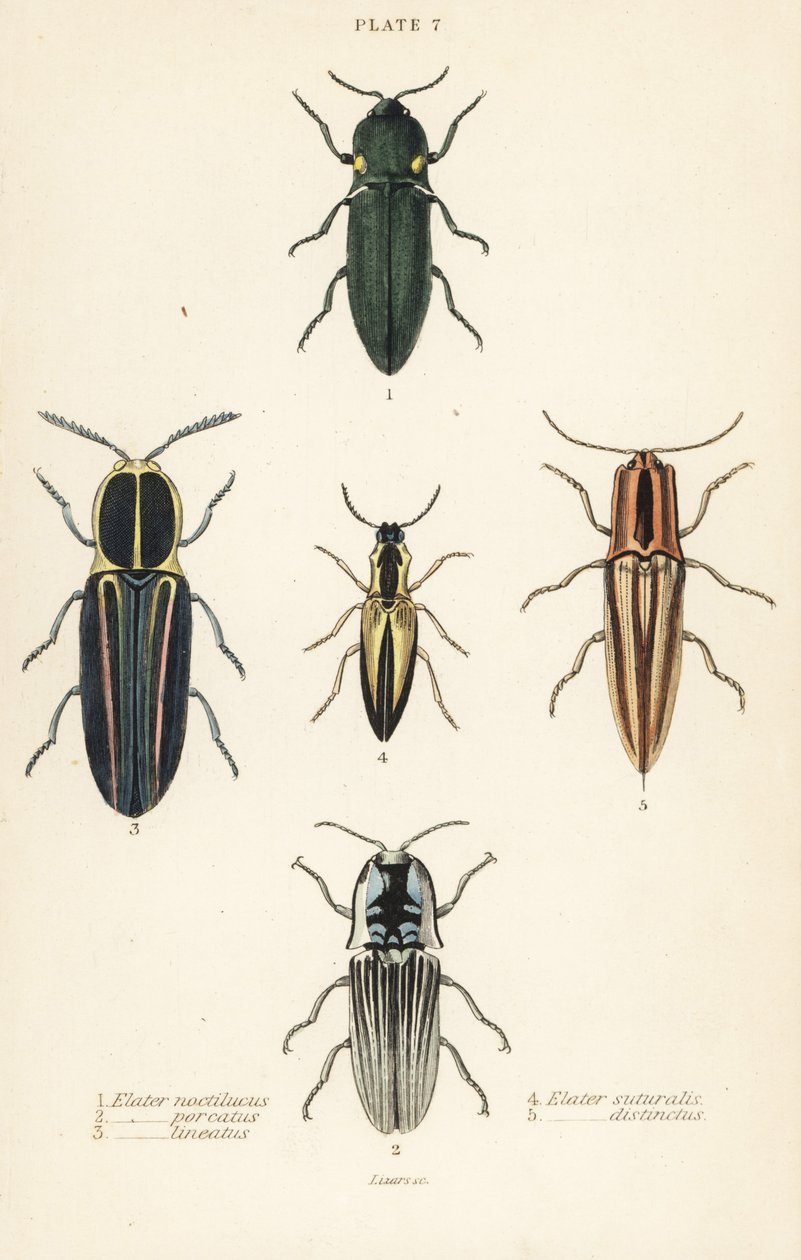 انقر فوق الخنفساء: Headlight elater و Pyrophorus noctilucus 1 و Chalcolepidius porcatus 2 و Lined click beetle و Agriotes lineatus 3 و Elater suturalis 4 و Semiotus premium 5 بواسطة مدرسة اللغة الإنجليزية