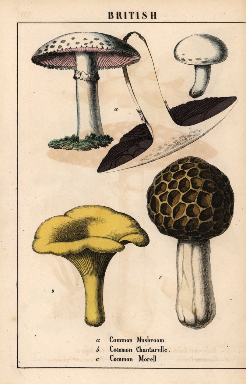 فطر الأغاريق الشائع ، فطر الشانتريل الذهبي ، الفطر الذهبي ، الفطر الموريل ، Morchella esculenta   ، من "The Instructive Picturebook، or Lessons from the Vegetable World،" [شارلوت ماري يونج] ، إدنبرة بواسطة مدرسة اللغة الإنجليزية