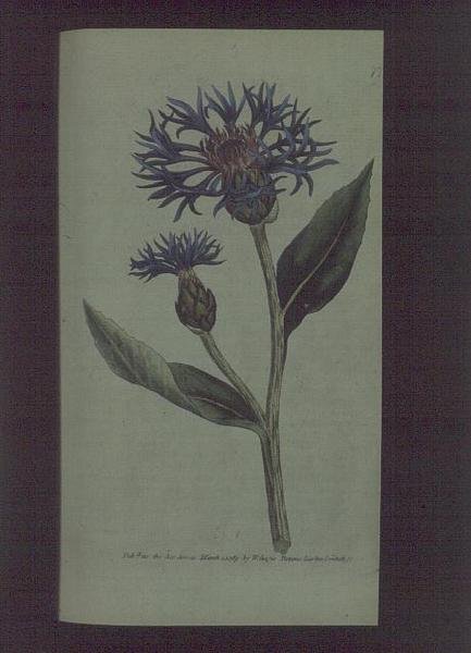 زهرة الذرة (Centaurea montana) ، اللوحة 77 من William Curtis "The Botanical Magazine" (أو "Flower Garden Displayed") ، حانة. 1789-90 (نقش) بواسطة مدرسة اللغة الإنجليزية