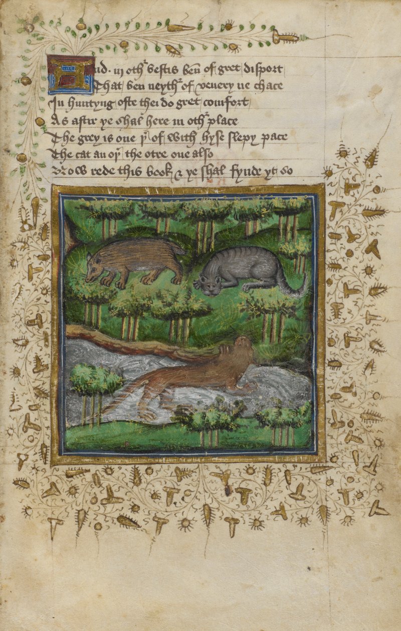 Cotton Vespasian B. XII، f.4 رسم توضيحي لغرير وقطط وحشي وثعالب ؛ بآية من "رسالة عن الصيد" بقلم ويليام تويتي وجون جيفورد ، حوالي 1440 (رق) بواسطة مدرسة اللغة الإنجليزية