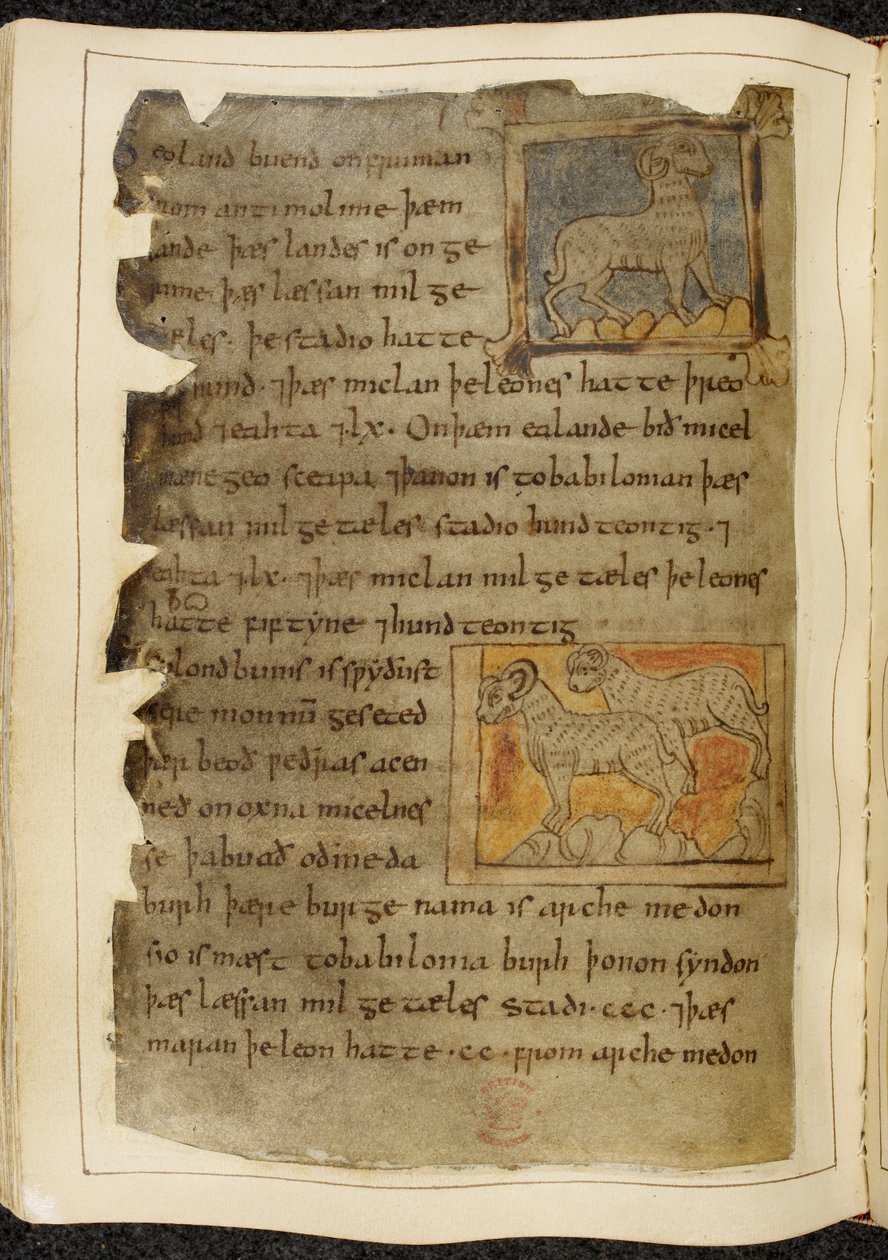 قطن فيتليوس أ. XV f.98v ، خروف وحيد القرن ، يواجه اليمين ؛ شاتان مقرنان ، متجهتان إلى اليسار ، من بيوولف ، من "مخطوطة نويل" (حبر على ورق برشمان) بواسطة مدرسة اللغة الإنجليزية