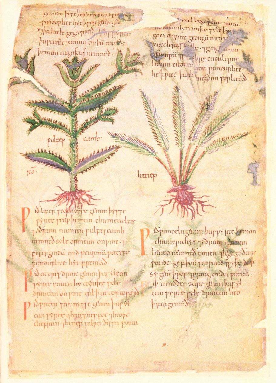 Cotton Vitellius CIII fol.30 الرسوم التوضيحية لـ Wulfes Camb و Henep ، من 