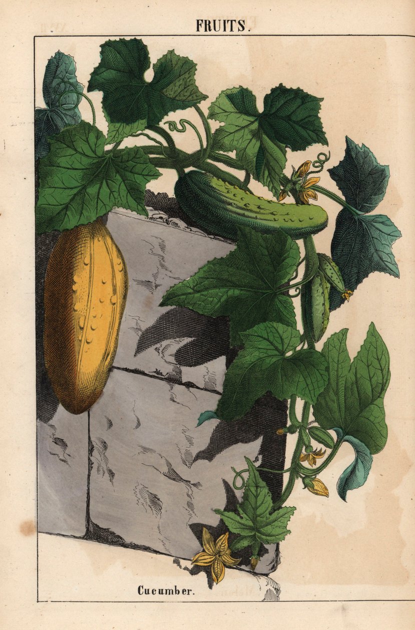 نبات الخيار مع فاكهة الخيار الخضراء غير الناضجة والناضجة Cucumis sativus   ، من "The Instructive Picturebook، or Lessons from the Vegetable World،" [شارلوت ماري يونج] ، إدنبرة بواسطة مدرسة اللغة الإنجليزية